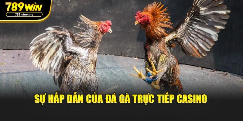 Sự hấp dẫn của đá gà trực tiếp casino
